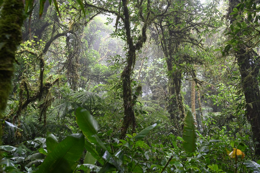 Im Nebelwald von Monteverde