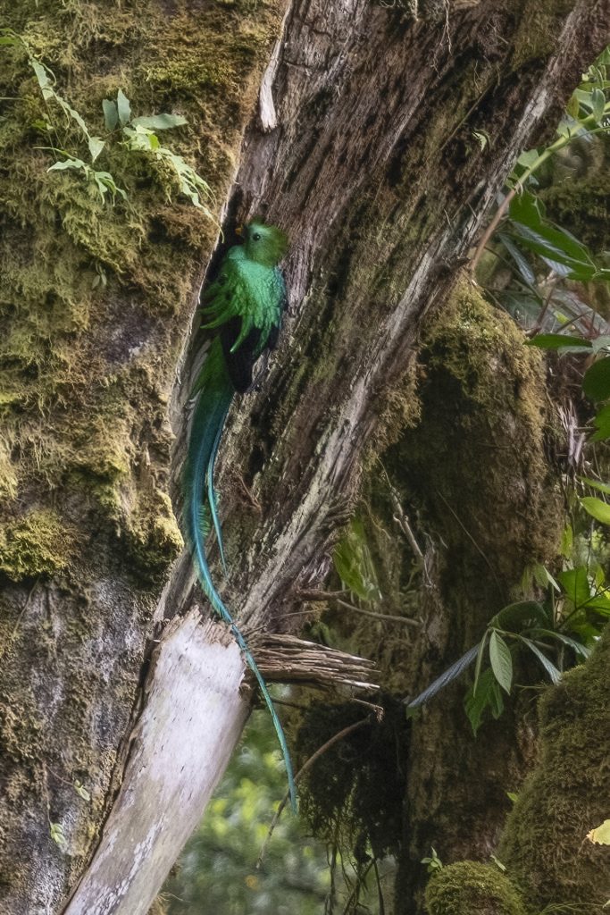Ein Quetzal-Männchen an der Bruthöhle