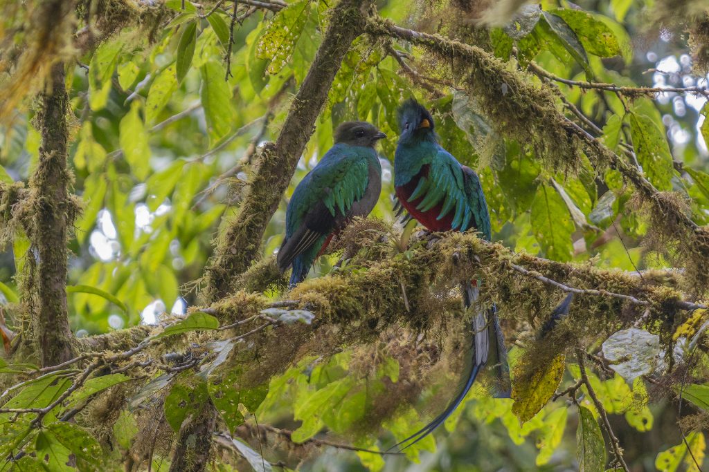 Quetzal Männchen und Weibchen