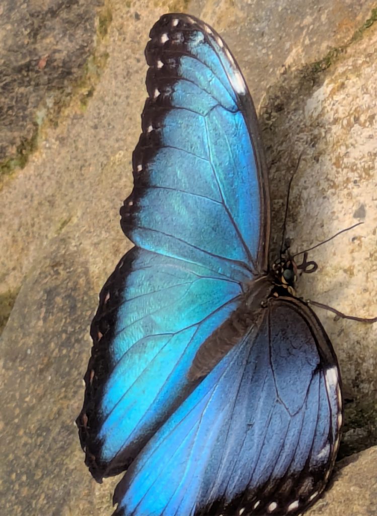 Blauer Morphofalter