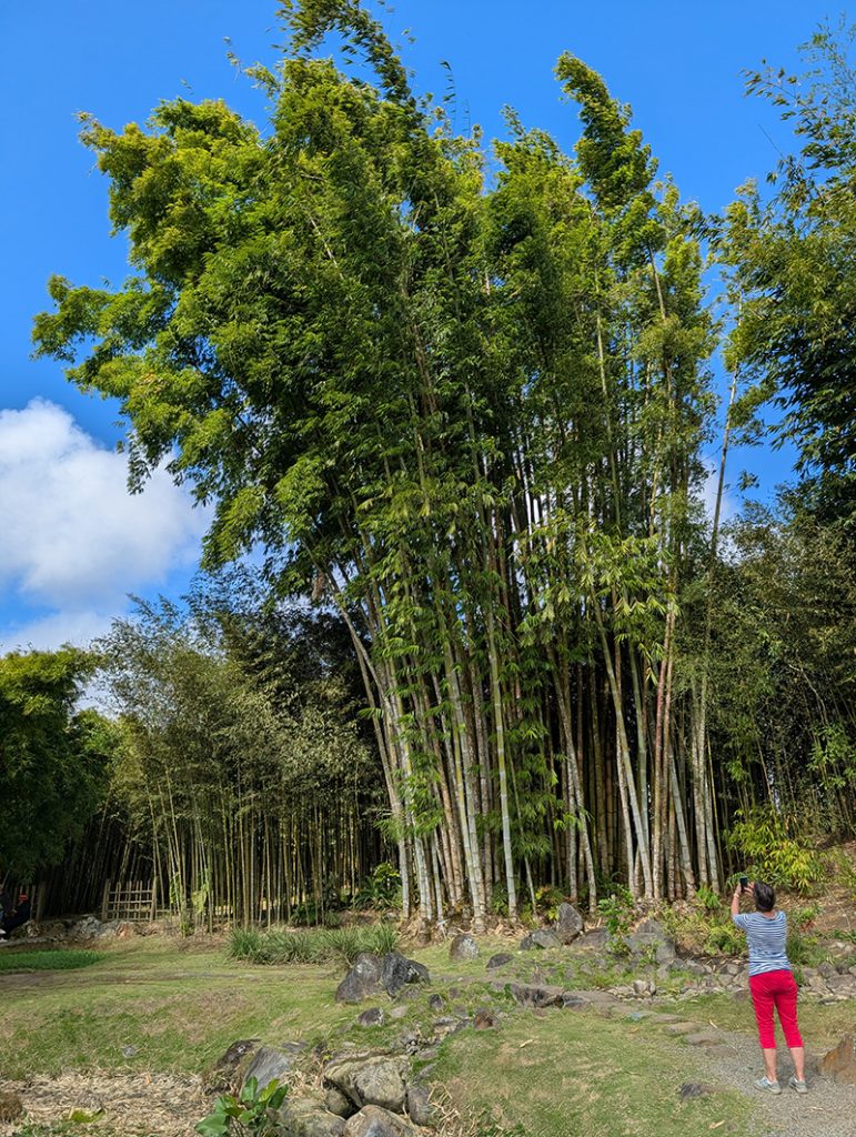 Dendrocalamus giganteus – Riesenbambus