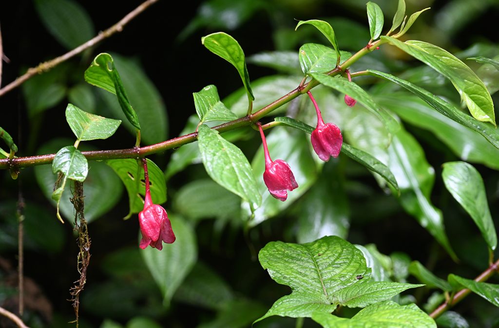 Drymonia conchocalyx