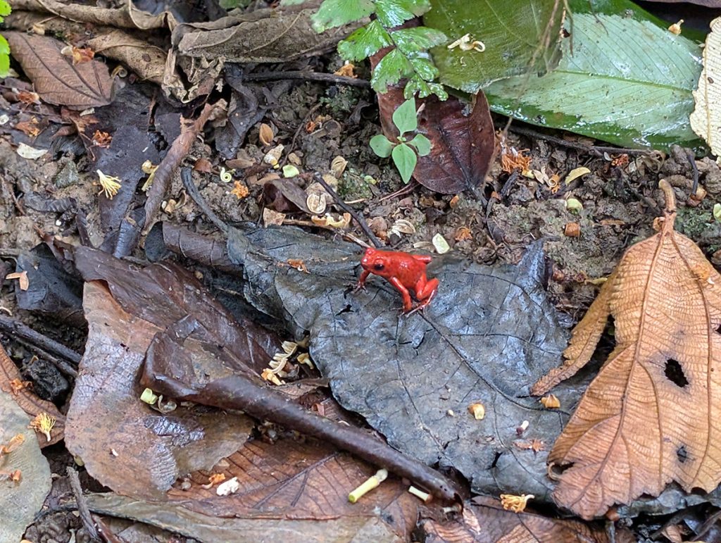 Erdbeerfrosch