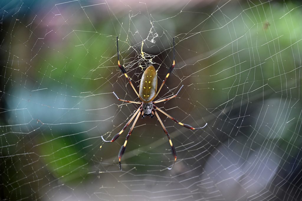 Goldene Seidenspinne 