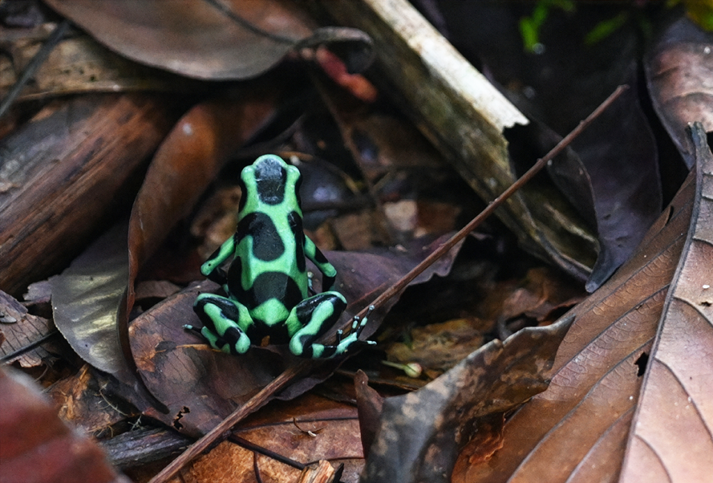 Grün-Schwarzer Pfeilgiftfrosch
