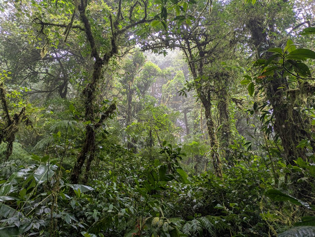 Im Monteverde Cloud Forest