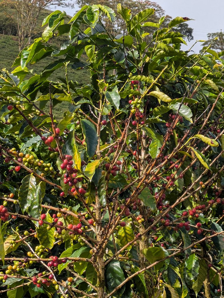 Kaffeefrüchte am Strauch