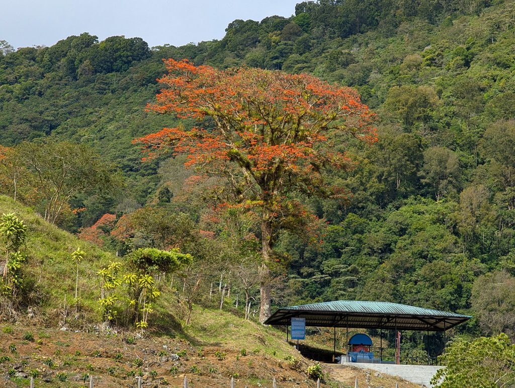 Korallenbaum