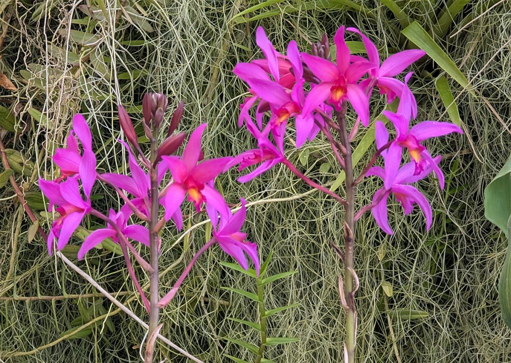Eine Orchidee der Gattung Laelia