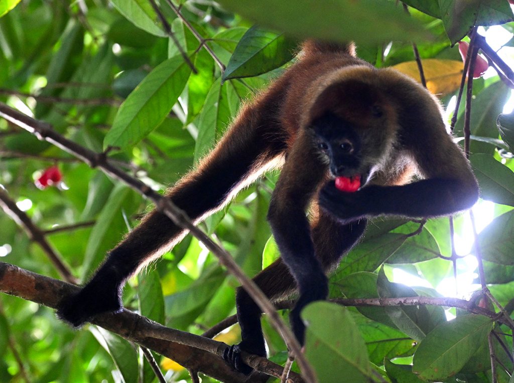 Panama-Klammeraffe