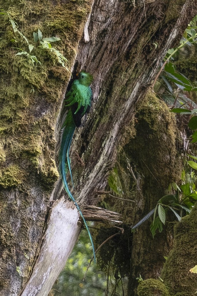 Quetzal an der Bruthöhle