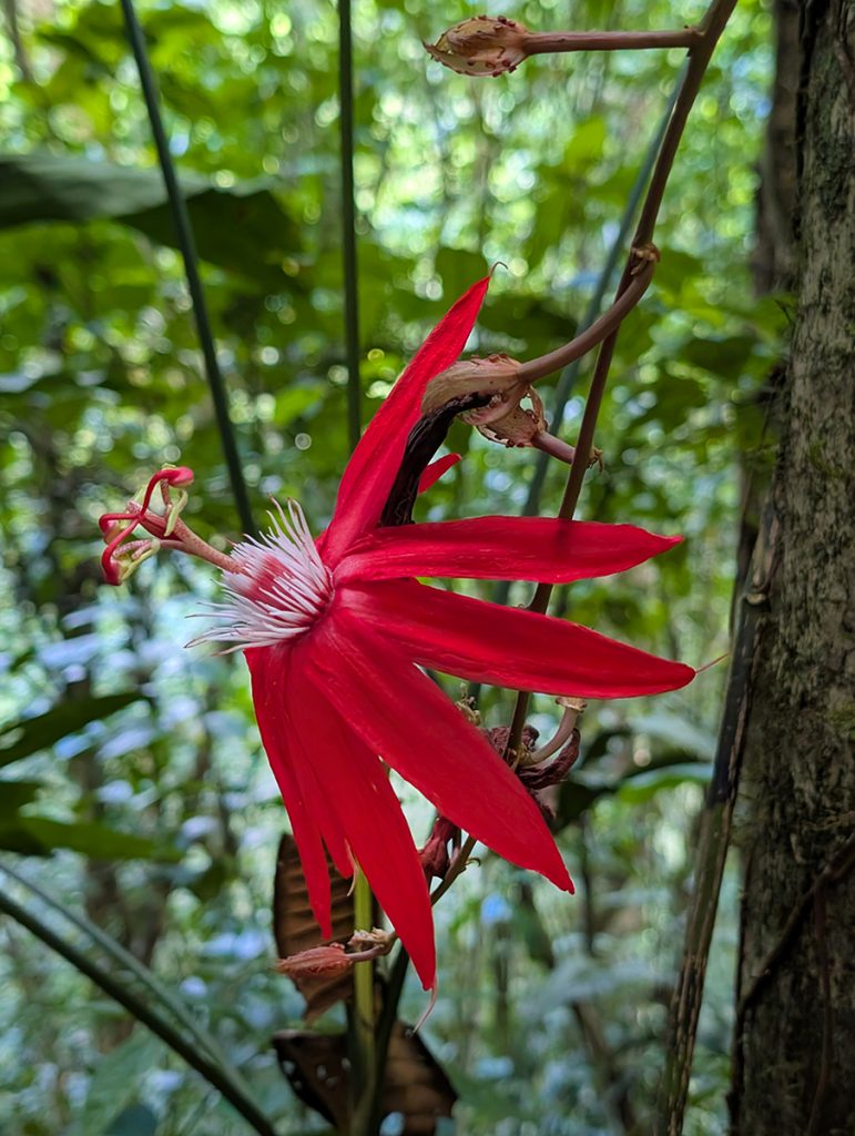 Rote Passionsblume