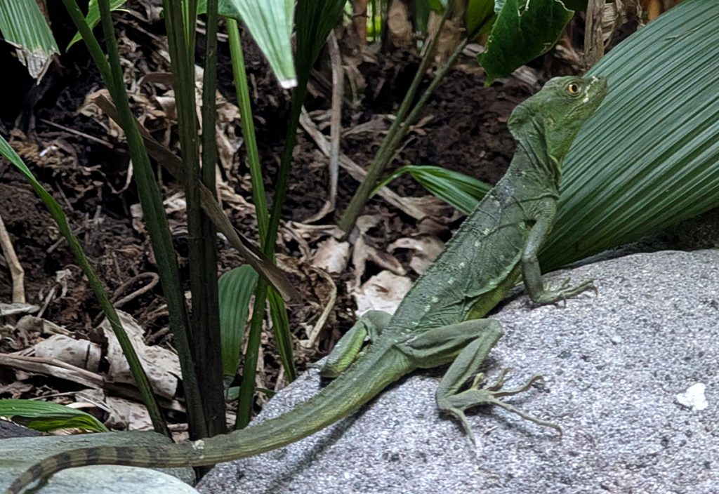 Stirnlappenbasilisk