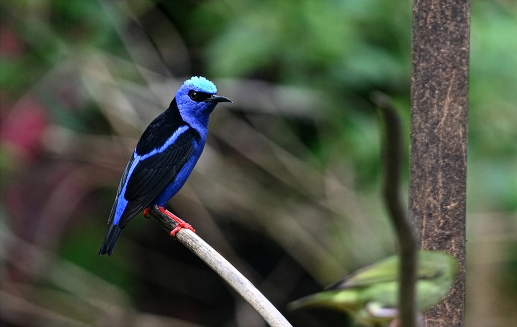 Türkisnaschvogel