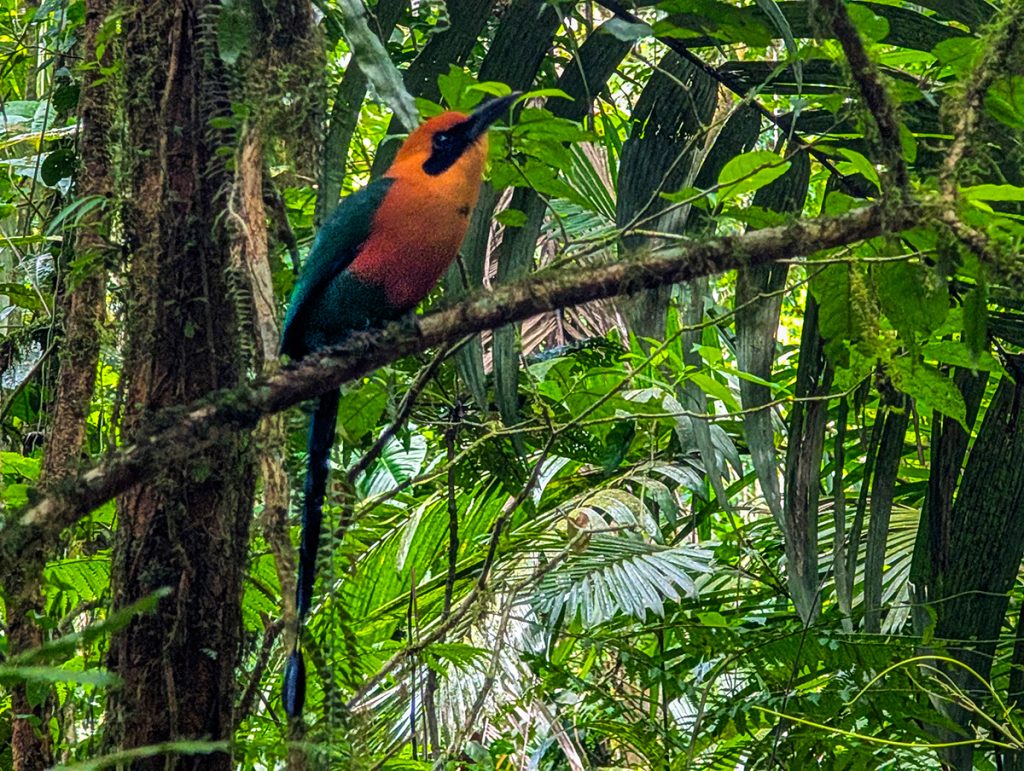 Zimtbrustmotmot