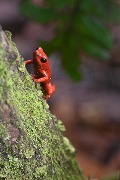 Erdbeerfrosch