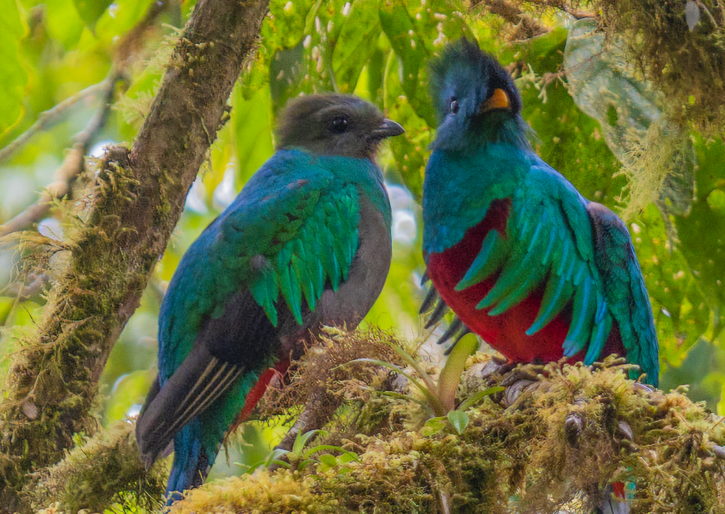 Quetzalmännchen und Weibchen